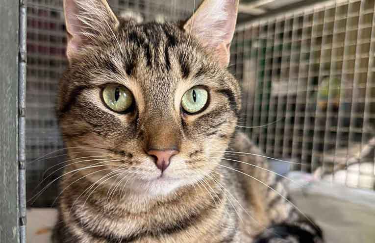 Funding for animal rehoming organisations in the Hunter
