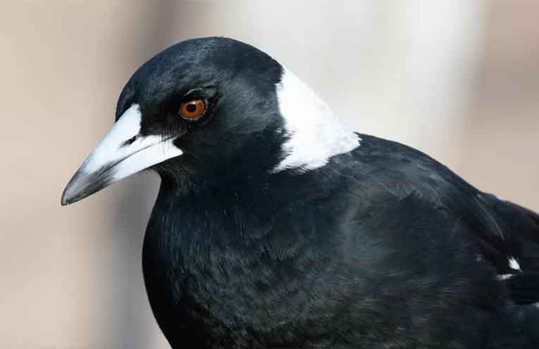 Magpies ‘swoop’ into top spot in national bird count