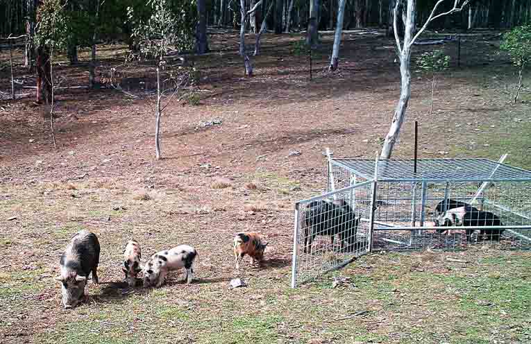Farmers urged to act early on feral pig control