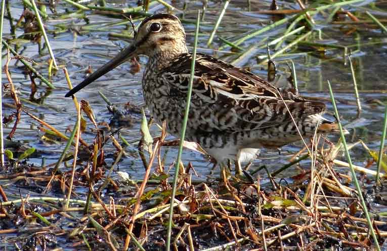 Art competition highlights annual bird migration