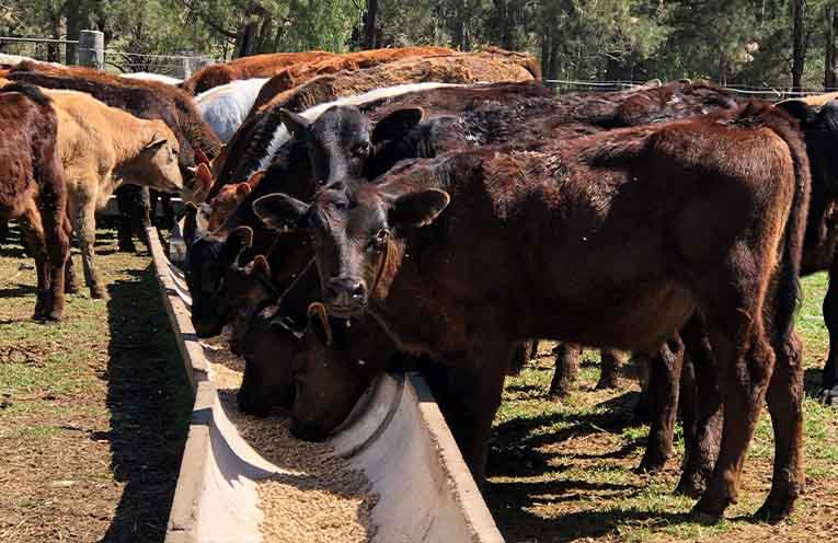 Talking tactics for the winter ahead with Local Land Services