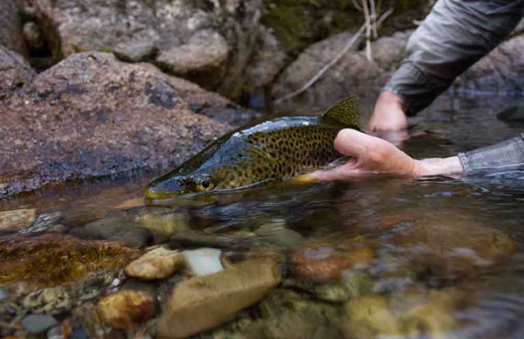 Don’t hook a fine when casting for trout