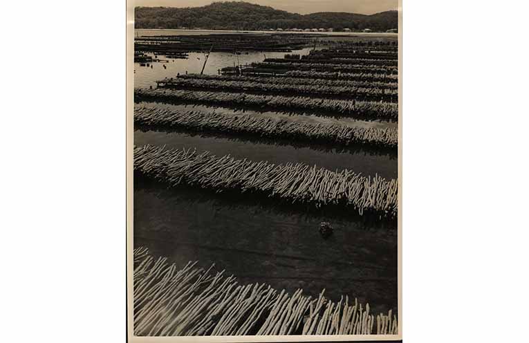 Before hardwood oyster racks, black mangroves were used to grow oysters. Photo: Supplied.