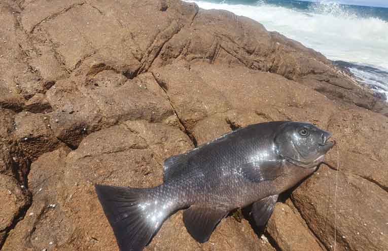 Best spots to land rock blackfish in Port Stephens