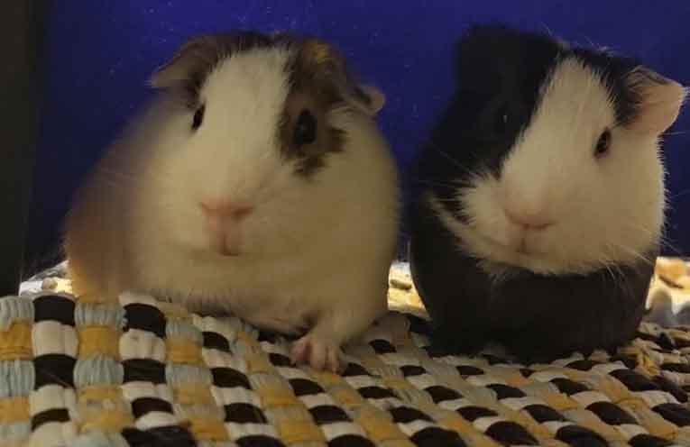 Give former lab rats, mice, guinea pigs and rabbits a forever home
