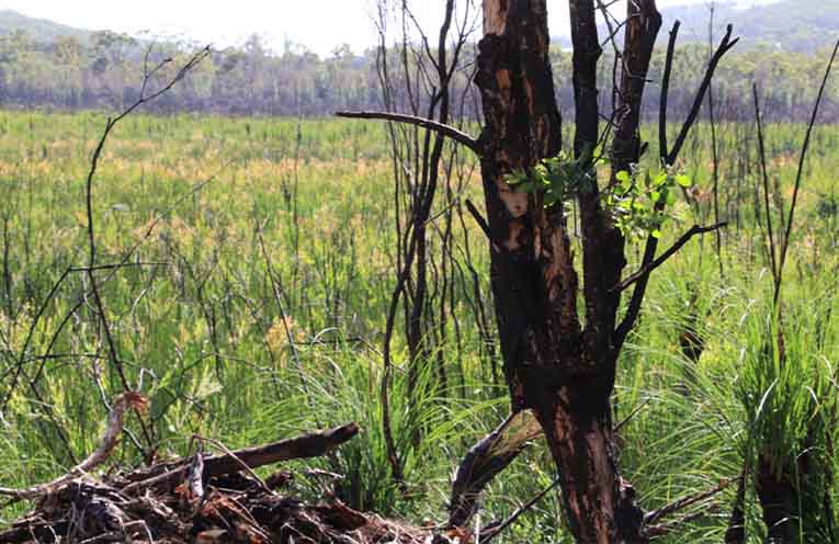 Mambo-Wanda Wetlands Conservation Group want long-term guarantees