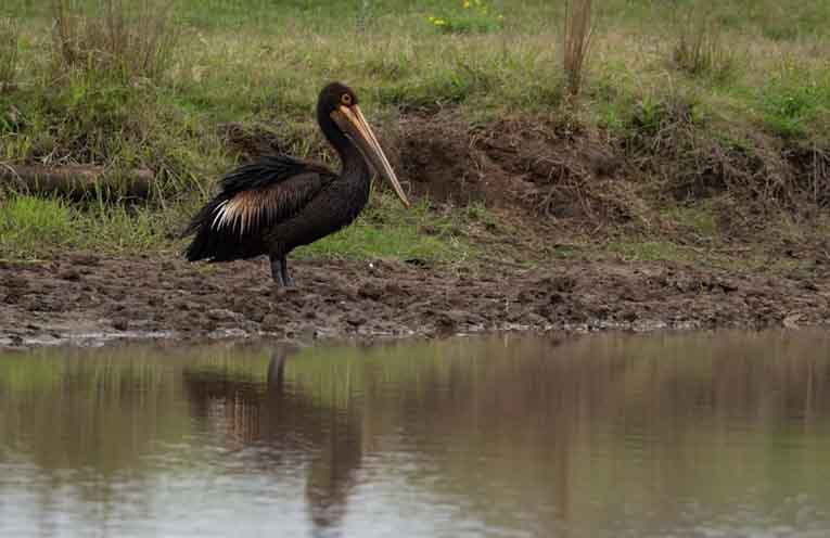 Black pelican highlights lasting impact of oil spill