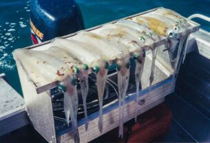 Where have all the Port Stephens squid gone