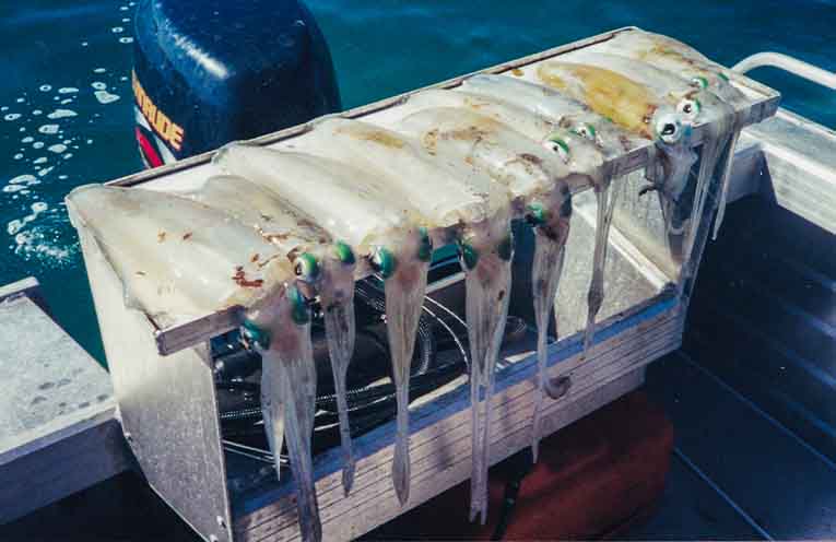 Where have all the Port Stephens squid gone