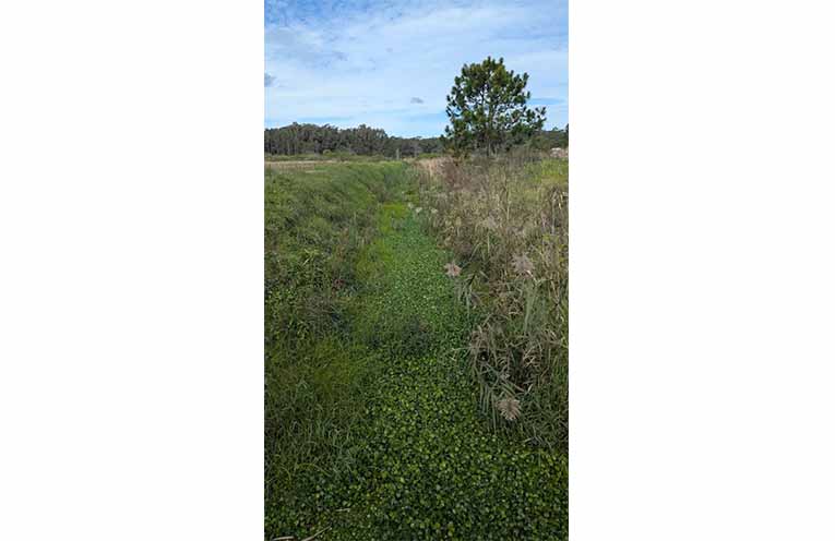 Frogbit discovered in the waterway around Anna Bay. Photo: Port Stephens Council.