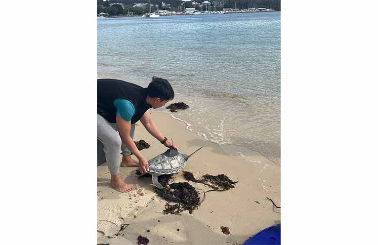 Aquarist Cyrus LeCaine from Irukandji releasing Gobat the turtle back into the ocean. Photo: Althea Guinsberg.
