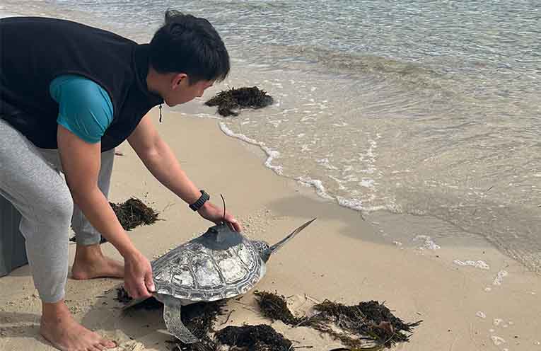 Sea shelter releases rehabilitated sea turtle