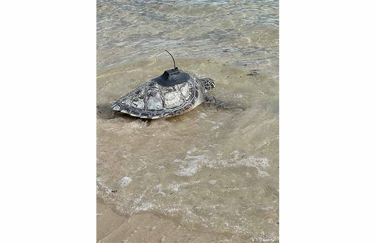 Gobat making its way into the ocean. Photo: Althea Guinsberg.