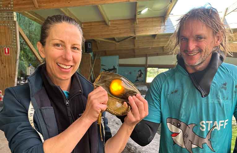 Breeding season begins for endangered zebra sharks at Irukandji Shark and Ray Encounters