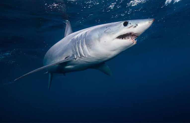 Learn to live with sharks rather than becoming paranoid