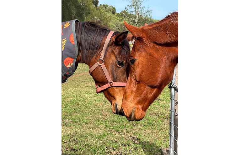CHARITY_HORSE HAVEN_170926_ROC_10