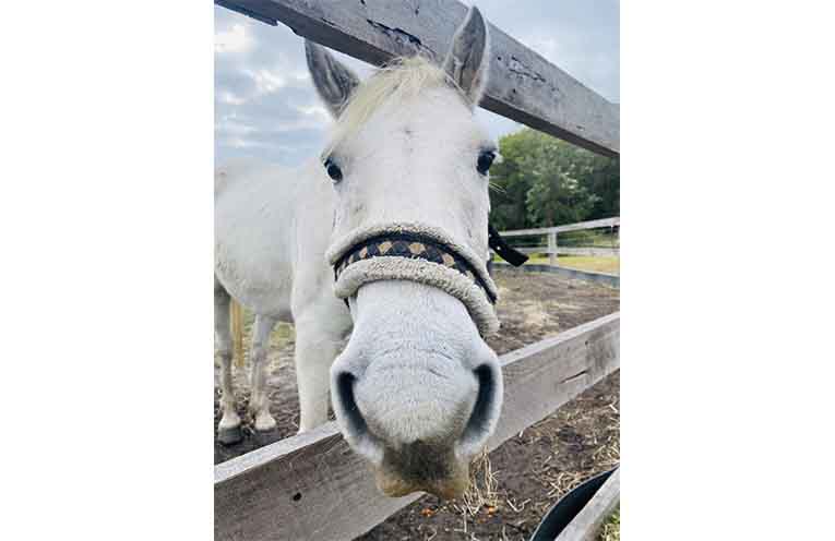 CHARITY_HORSE HAVEN_170926_ROC_6
