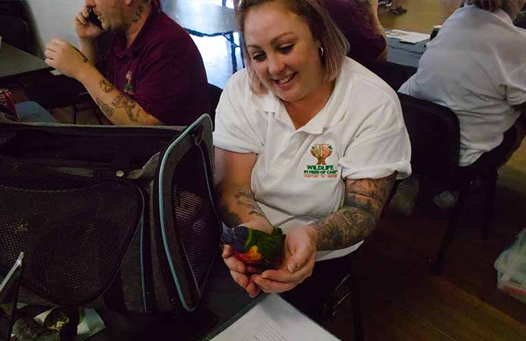 Haylea from Wildlife In Need of Care with an injured lorikeet. Photo: Nico Lombardo.