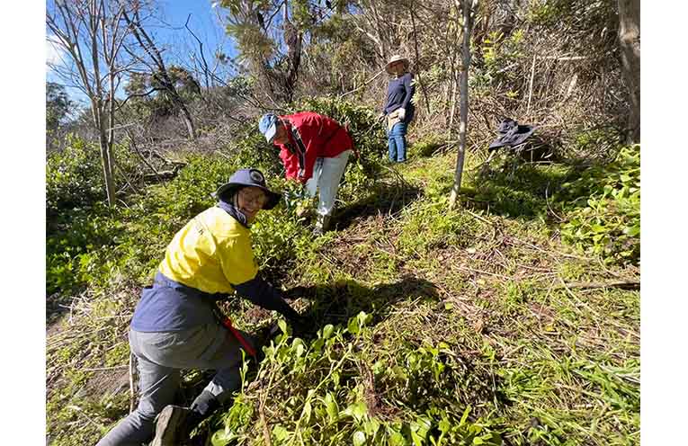 Lyn and friends cutting bitou. Photo by Friends of Tomaree National Park.