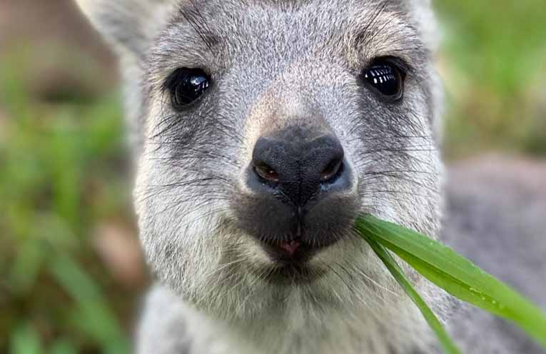 Port Stephens rescuers help locals respond to wildlife emergencies