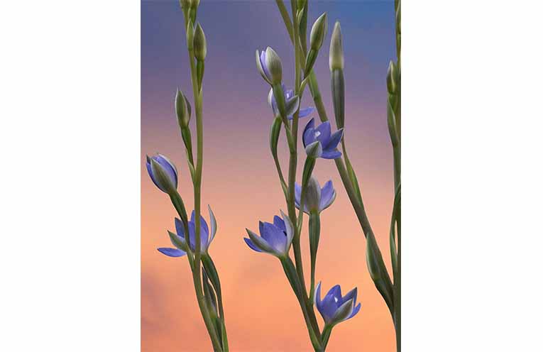 The endangered Wyong sun orchid in bloom. Photo: Hunter Region Botanic Gardens.