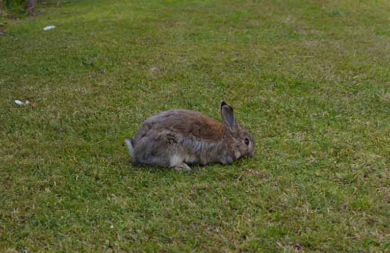 A wild rabbit spotted in Nelson Bay. Photo: Nico Lombardo.
