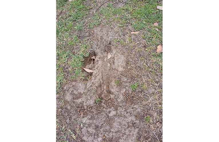 Hole dug by a rabbit in Lorraine Broadway’s garden, Lemon Tree Passage. Photo: Lorraine Broadway.