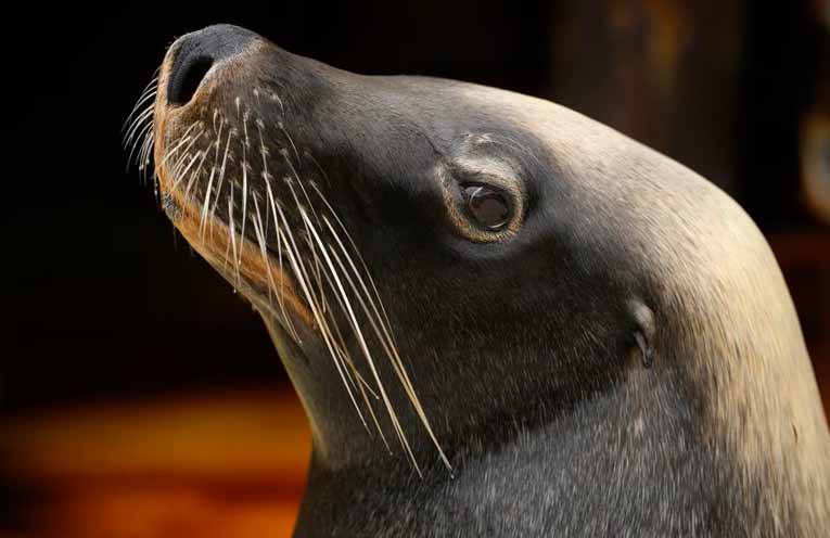 First case of bird flu in endangered sea lion