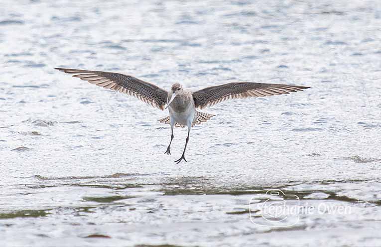 Bar-Tailed Godwit. Photo: Stephanie Owen.