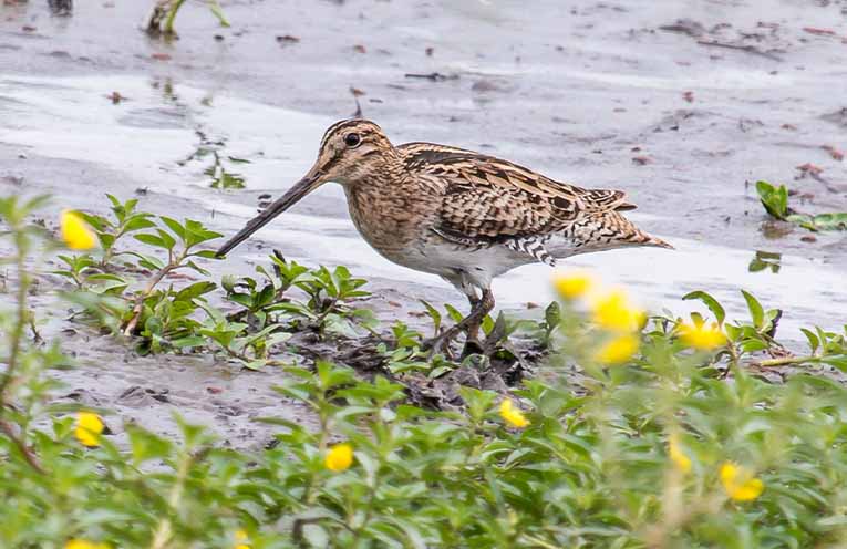 Latham’s Snipe. Photo: Stephanie Owen.