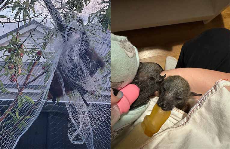 Port Stephens wildlife carers struggle to keep up as flying foxes go hungry