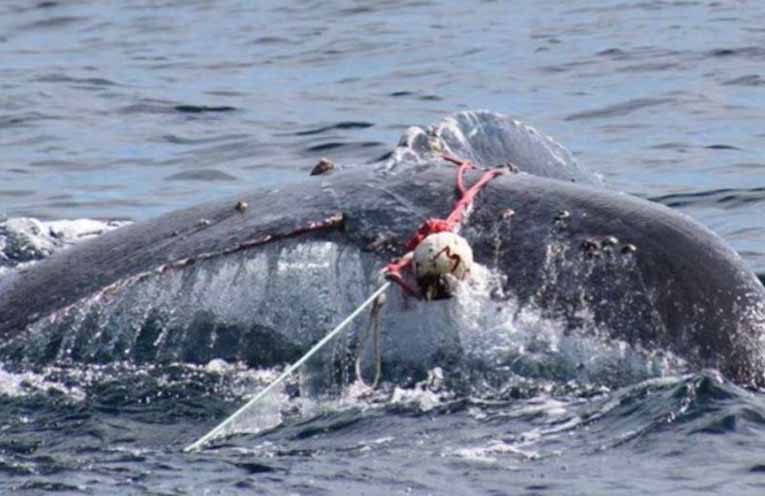 ORRCA raises funds for rescue drone to help marine mammals off Port Stephens
