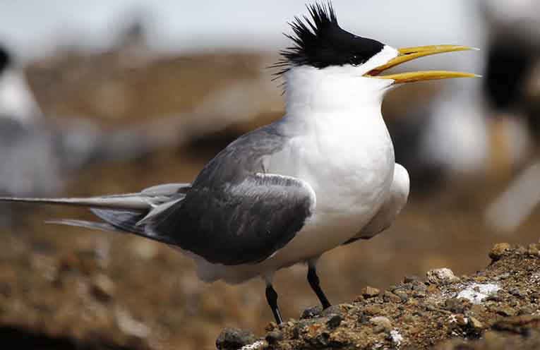 The crested tern is one of the birds you might spot during the Aussie Bird Count. Photo: Mick Roderick.