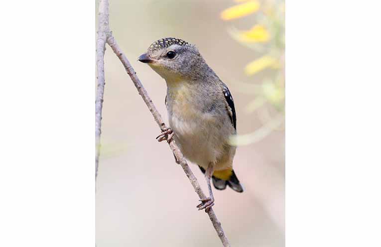 A spotted pardalote. Photo: Mick Roderick.