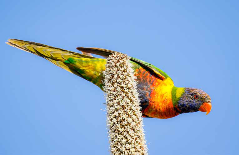 The colourful rainbow lorikeet is a familiar sight in many local gardens. Photo: Mick Roderick.