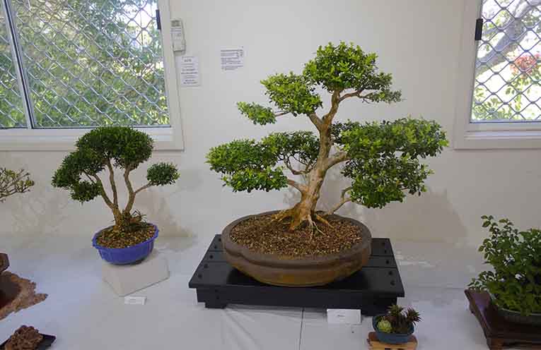 Dozens of intricate bonsai were on display at the Port Stephens Community Arts Centre exhibition. Photo: Nico Lombardo.