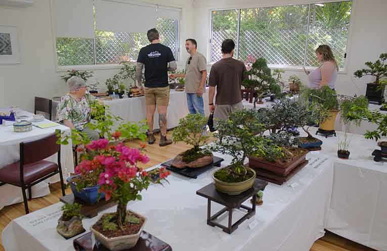 Dozens of intricate bonsai were on display at the Port Stephens Community Arts Centre exhibition. Photo: Nico Lombardo.