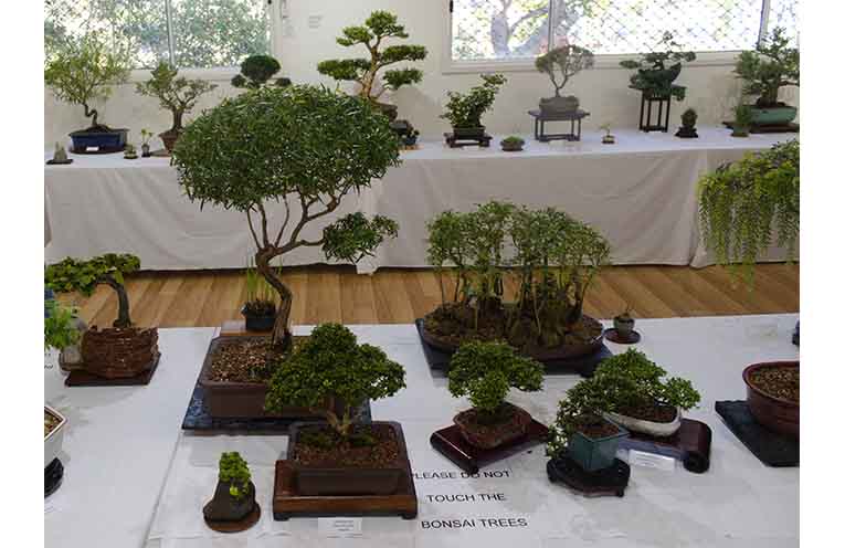 Dozens of intricate bonsai were on display at the Port Stephens Community Arts Centre exhibition. Photo: Nico Lombardo.