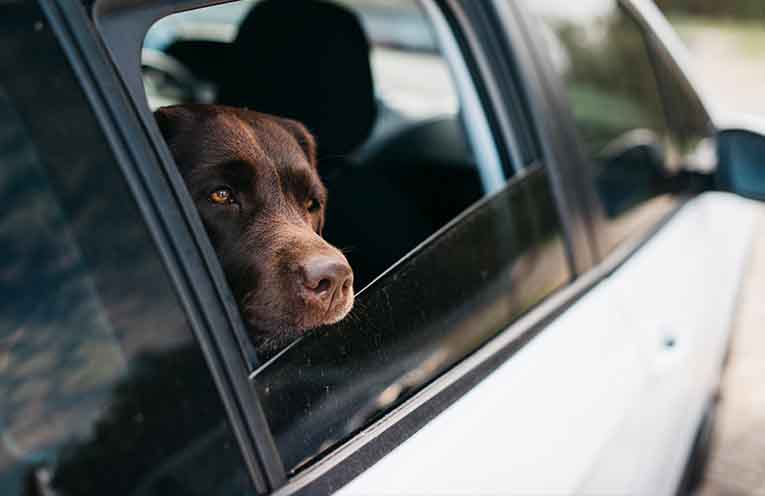 Dogs at risk as hot car laws languish in Parliament
