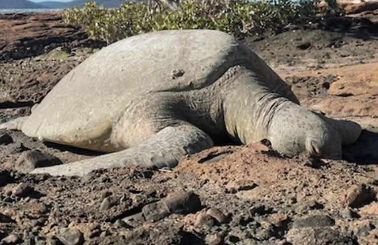Rescued green turtle Kadabra released back into Port Stephens waters