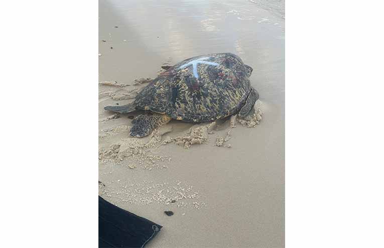 It took five people to carry the 100kg turtle onto the beach. Photo: Althea Guinsberg.