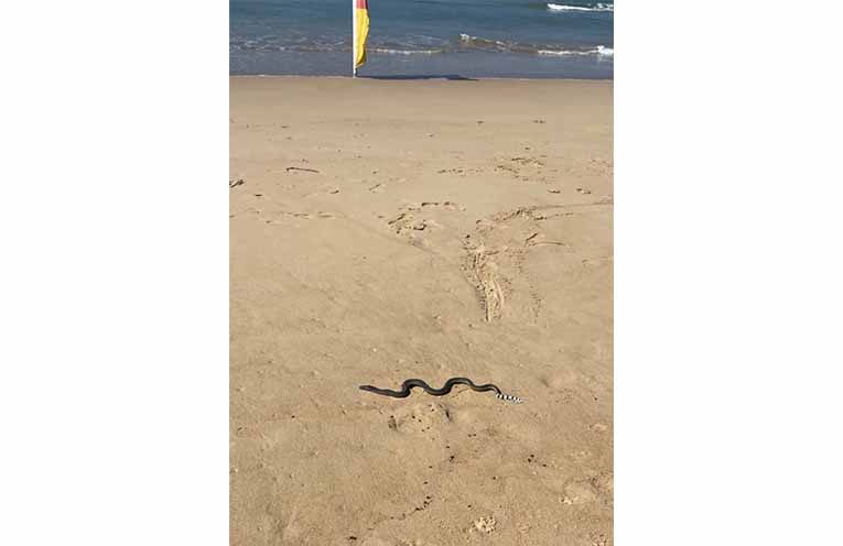 A sea snake found on the beach. The advice is: don’t touch it or put it in the water - call Irukandji instead. Photo: Dr Tom Tran.