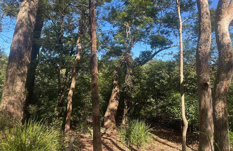 Residents invited to help form a Medowie Landcare group