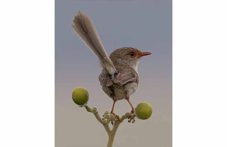 ‘Wren’ by Heather Colgate.