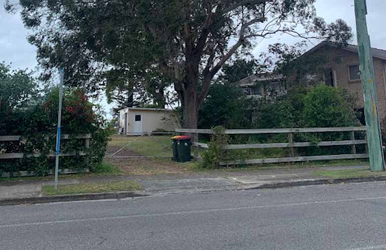 LETTER: Port Stephens Mayor’s deciding vote to fell koala feed tree a ‘deep disappointment’