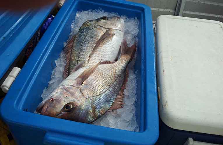 STINKER: How many snapper do you need